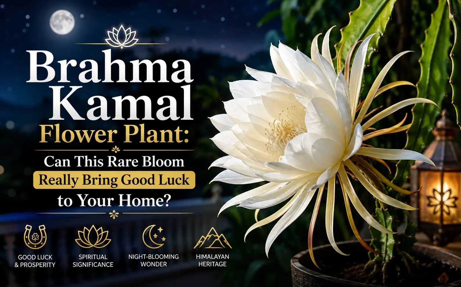    Brahma Kamal   